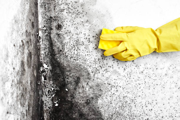 Best DIY Mold Remediation Support Services in Center Line, MI