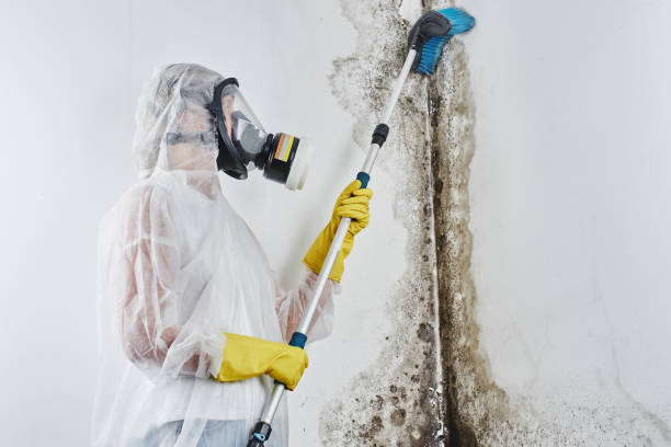 Best Post-Flood Mold Remediation in Center Line, MI
