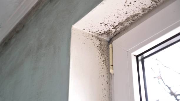Best DIY Mold Remediation Support Services in Center Line, MI