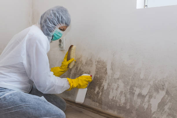 Best Kitchen Mold Remediation in Center Line, MI