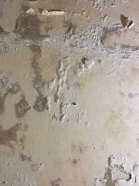 Best Industrial Mold Remediation in Center Line, MI