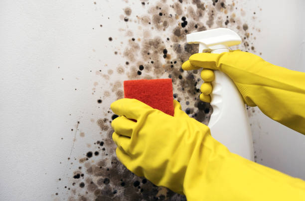 Best Emergency Mold Remediation in Center Line, MI