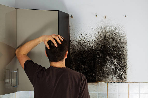 Best Kitchen Mold Remediation in Center Line, MI